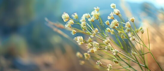 Aufkleber - Beside the road a Spanish needle flower showing white grass flowers attracts bees and insects making it a favorite with a copy space image
