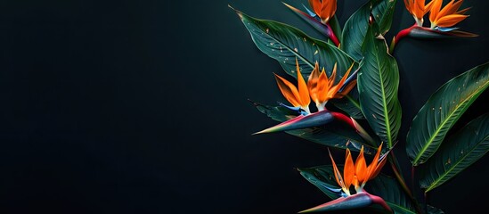 Aufkleber - Exotic Bird of Paradise flowers scientifically known as Strelizia Reginae are in bloom providing a stunning display in the garden with copy space image