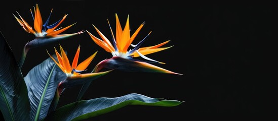 Aufkleber - Exotic Bird of Paradise flowers scientifically known as Strelizia Reginae are in bloom providing a stunning display in the garden with copy space image