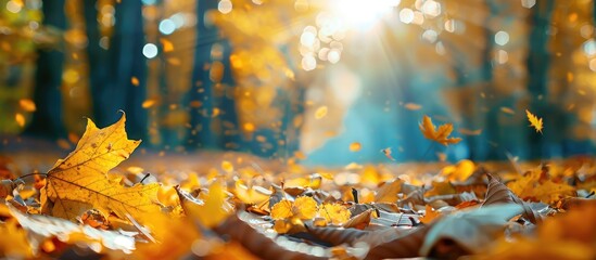Aufkleber - Sunny autumn day in a forest with yellow dry leaves offering a beautiful macro bokeh background ideal for text with copy space image