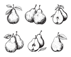 set of pears vector illustrations - hand drawn pears - black and white pears isolated on white backg