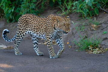 Poster - Leopard (Panthera Pardus) hunting. This leopard was hunting  in Mashatu Game Reserve in the Tuli Block in Botswana 