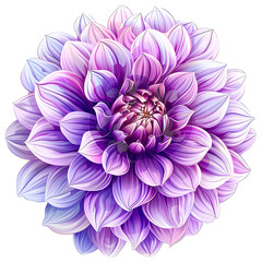 Wall Mural - A beautifully detailed illustration of a large flower with delicate petals shaded in purple isolated on transparency PNG background, pink, and blue hues, Ideal for use in botanical designs