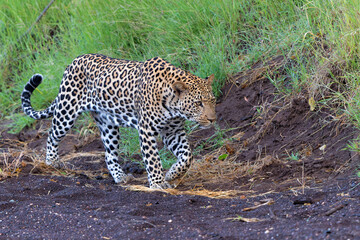 Wall Mural - Leopard (Panthera Pardus) hunting. This leopard was hunting  in Mashatu Game Reserve in the Tuli Block in Botswana 