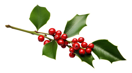 Wall Mural - png christmas mistletoe cherry plant leaf.
