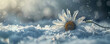 © AI_images_for_people - A wilted daisy, bent and frostbitten, with snowflakes gently resting on its petals, set against a snowy landscape.
