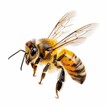 © NovaVision - Detailed Close-up of a Honey Bee on White Background. Generative ai.