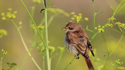 Wall Mural - A young red-backed shrike sits on a green plant branch toward the camera lens on a sunny summer evening.