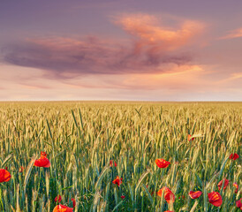 Wall Mural - Red poppy, nature and field outdoor with sky background, flowers and flora botany or ecology environment. Natural opium, medical plant and vibrant color or blooming, poisonous and outside in spring