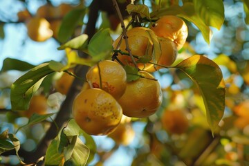 Bael fruit hanging from tree