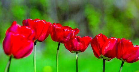 red tulips bloom on a green natural background