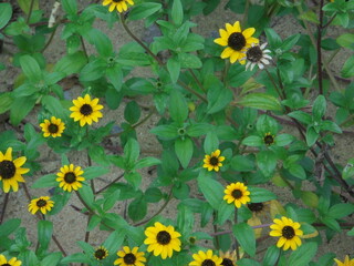 beautiful small yellow flowers in the park