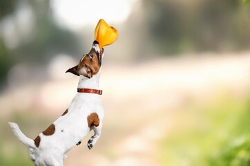 Wall Mural - Funny young dog runs walking outdoor