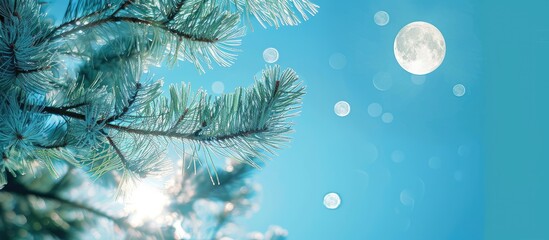 Wall Mural - bright blue sky with a blurred spruce tree branches in the foreground moon shining with copy space i