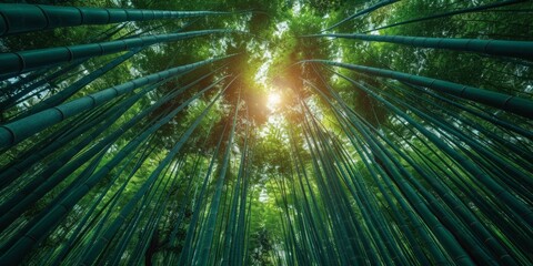 Poster - Sunlit Bamboo Forest