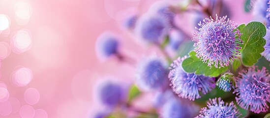 Wall Mural - A detailed view of the Floss Flower Ageratum houstonianum Blue Mink with copy space image