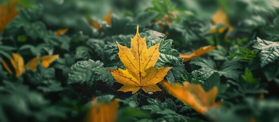 Wall Mural - Early Autumn vibes with a stunning yellow maple leaf contrasting against the lush greenery representing the seasonal transition with a vivid copy space image