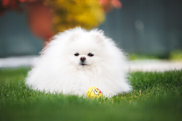  white fluffy pomeranian spitz dog lying on grass in the park