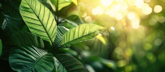 Wall Mural - vibrant green teak tree leaf under sunlight with unique texture and pattern ideal for a copy space i