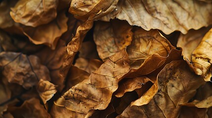 Wall Mural - Ancient drying crisp golden brown leaves close up