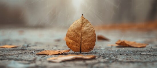 Wall Mural - A detailed shot of a distinctive dry brown leaf on the ground with a blurry backdrop providing ample room for text in the image