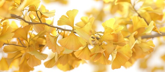 Wall Mural - Autumnal Ginkgo biloba also referred to as ginkgo gingko or maidenhair tree is renowned for its striking foliage ideal for adding flair to a copy space image