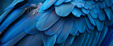 Close up of blue macaw feathers texture background, abstract wallpaper. Beautiful color, blue and dark blue. Close-up photo of parrot wings with copy space.