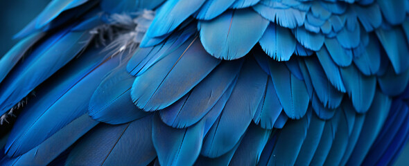 close up of blue macaw feathers texture background, abstract wallpaper. beautiful color, blue and da