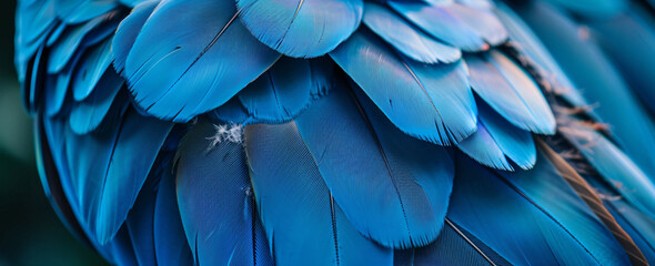 Wall Mural - close up of blue macaw feathers texture background, abstract wallpaper. beautiful color, blue and da