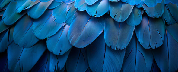 Wall Mural - blue macaw feathers texture background, close up photo of blue and dark blue parrot wings pattern wa