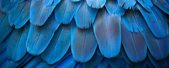 Wall Mural - blue macaw feathers texture background, close up photo of blue and dark blue parrot wings pattern wa