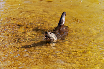 Wall Mural - The North American river otter (Lontra canadensis) also known as the northern river otter or common otter