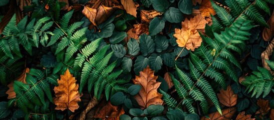 Poster - Autumnal green fern leaves set against a backdrop of fallen leaves in a forest create a picturesque floral background with copy space image