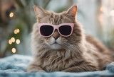 Fototapeta Koty - A cat wearing sunglasses and dressing for the upcoming summer on a transparent background