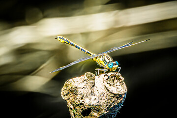 dragonfly close up