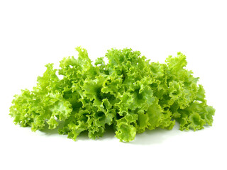 Fresh green lettuce