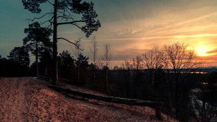 Poster - silhouettes of pine trees against a dramatic sunset. halloween background