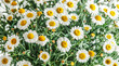 © ADDICTIVE STOCK - Lush field of white chamomile flower in full bloom