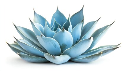 one single blue agave plant on white background