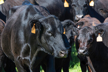 Wall Mural - Black Angus cow and calf pair in a herd