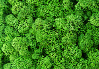 green natural moss background. top view