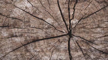 Brown old hard wood with cracks, natural cross-section of a tree for abstract  Horizontal seamless wooden background and texture.Backdrop,  patterns, space for work, vintage wallpaper.Close up.