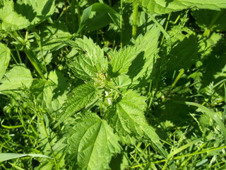 Green nettle. Summer plants on lawns