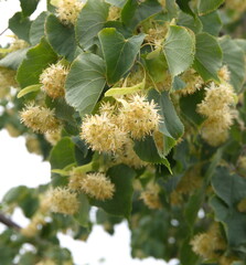 European linden in bloom, ornamental and medicinal plant, tillia cordata