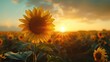 © AdriFerrer - A sunflower is in the foreground of a field of sunflowers