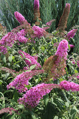 Sticker - Buddleja davidii is blooming in the garden