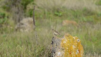 Wall Mural - Tawny pipit, Anthus campestris in the wild. A bird is sitting on a stone cleaning its feathers. Slow motion.