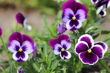 Wall Mural - Yellow and violet pansy flowers. Pansies in the garden, close up.