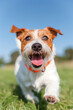 © KC Radler - Energetic jack russell terrier dog happily bounding towards the camera with its tongue out