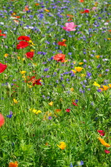 Wall Mural - Blumenwiese natürlich